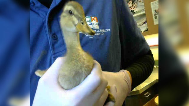 bradshaw-animal-shelter-ducks.jpg 