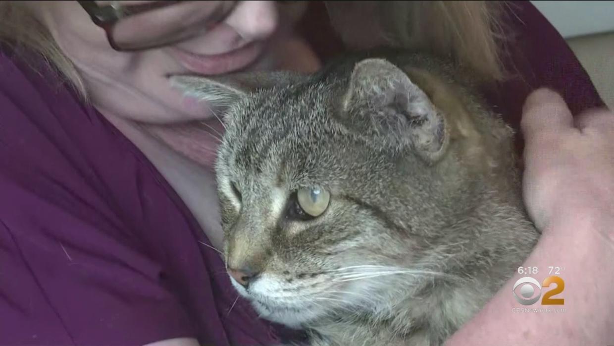 Amazing Reunion: New York Family's Long Lost Cat Returns Home After 11 ...