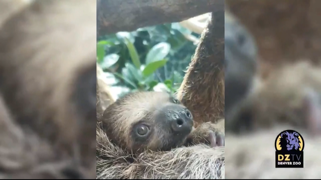 ZOO-SLOTH-BABY-9VO_frame_16.png 