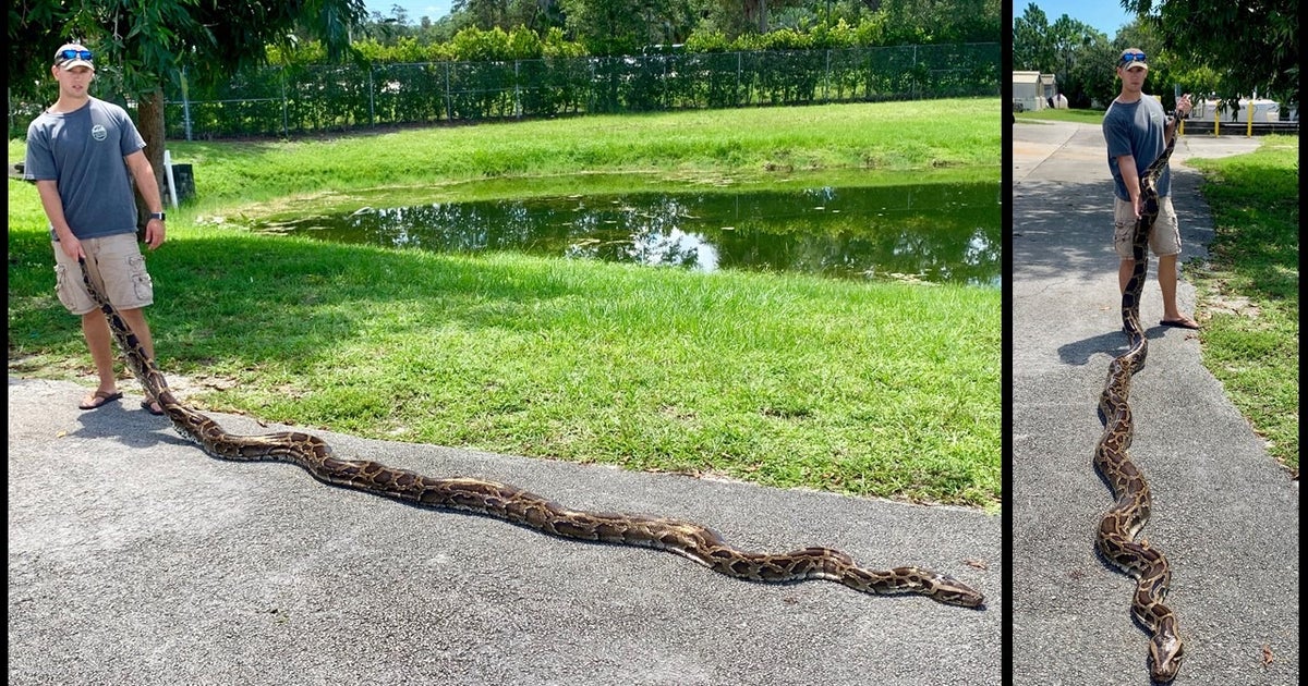 Nearly 18-Foot Burmese Python Captured in Big Cypress National Preserve ...