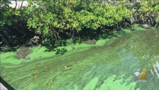 blue-green-algae-1.jpg 