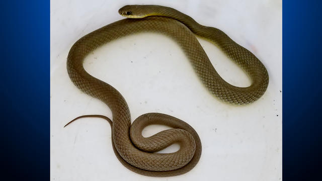 North-American-Racer-snake.jpg 