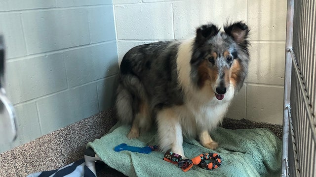 lassie-collie-mspca.jpg 