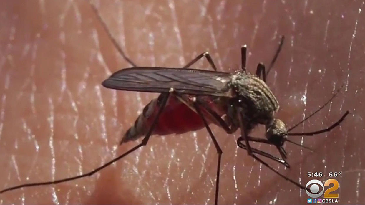 More Mosquitoes, Including New Breeds, Feasting On Southern