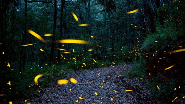 fireflies-2.jpg 