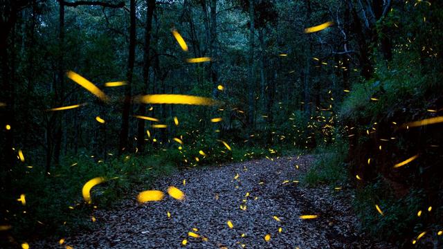 fireflies.jpg 