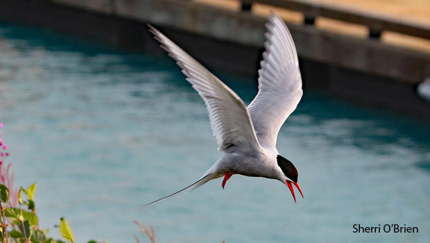 arctic-tern-in-flight-sherri-obrien-620.jpg 