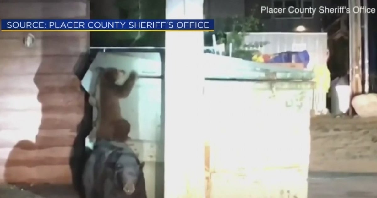 Deputies Rescue Cub From Dumpster In Tahoe As Mama Bear Watches - CBS ...