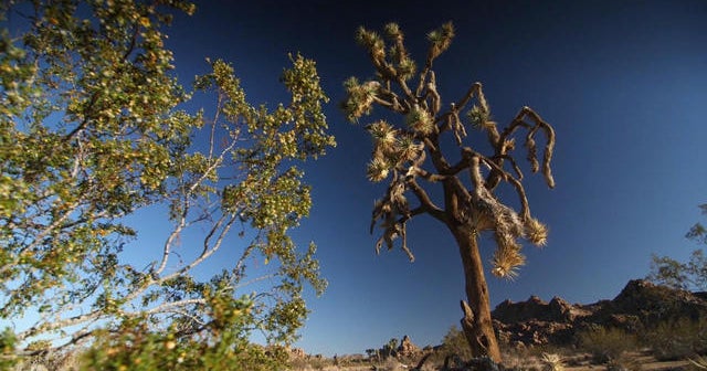 Scientists say Joshua Tree is at risk of extinction CBS News