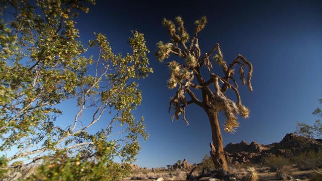 0831-en-joshuatree-yuccas-1924278-640x360.jpg 