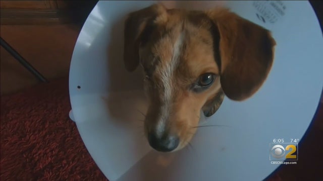 Echo-the-Dog-2.jpg 