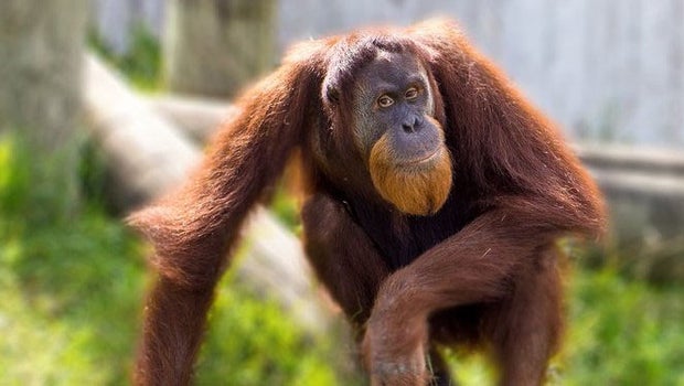 Denver Zoo New Orangutan credit Denver Zoo copy