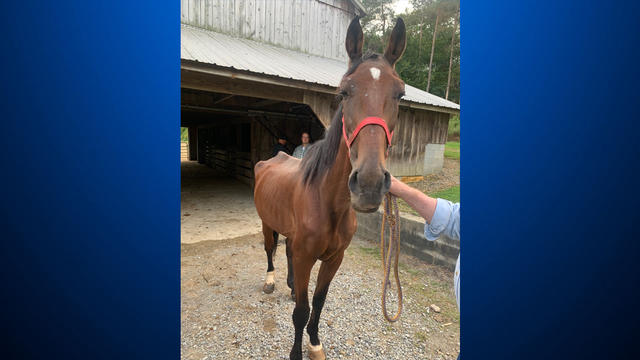 neglected-horse-dayton-pa.jpg 