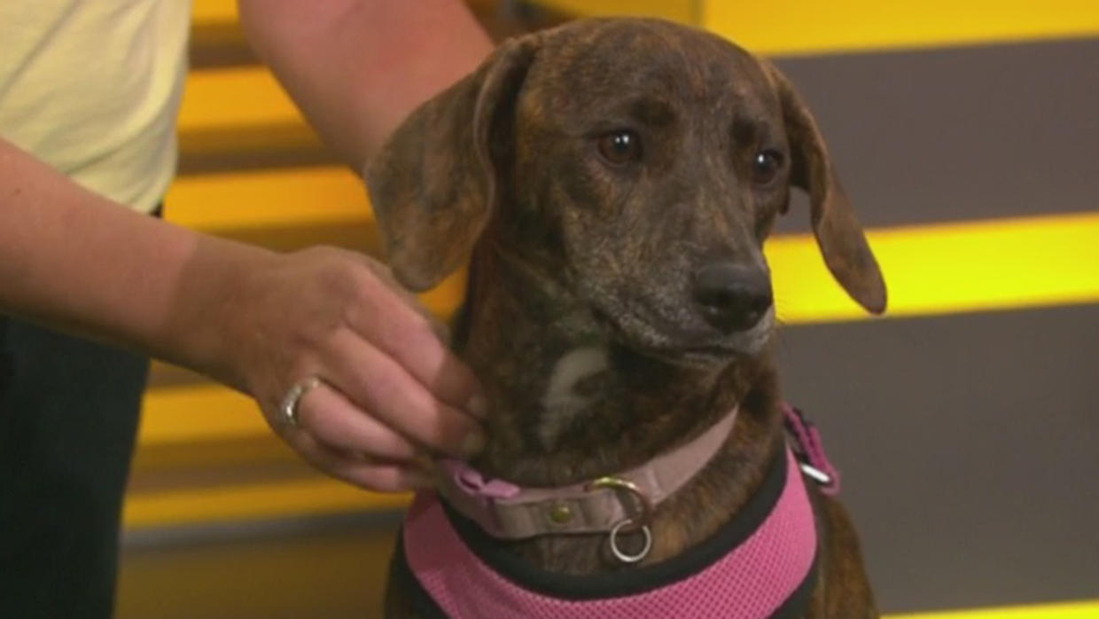 Pet Parade: Bonnie And Clyde From Save A Dog Sudbury - CBS Boston