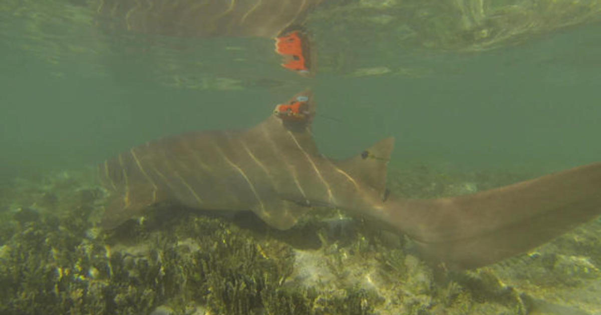 Studying The Mating Habits Of Sharks Cbs News