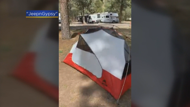 paula lea jeepngypsy BEAR TRASHES CAR 