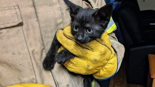 Berthoud-Fire-Cat-Rescue.jpg 