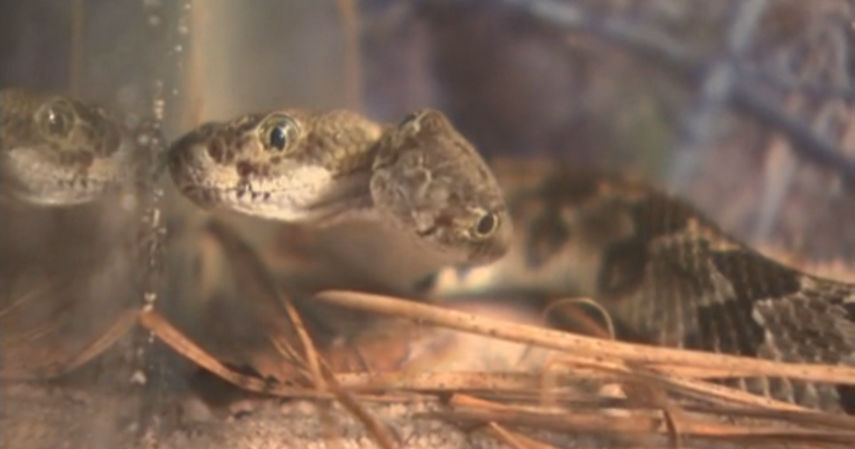 Rare, two-headed rattlesnake found in New Jersey forest