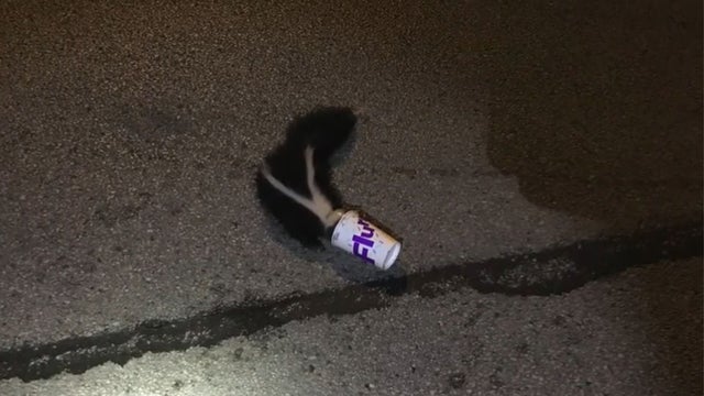 Aurora_Skunk_0905.jpg 