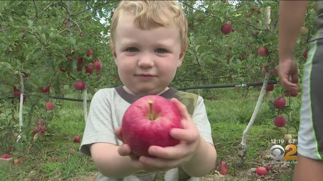 NJ-apple-picking.jpg 