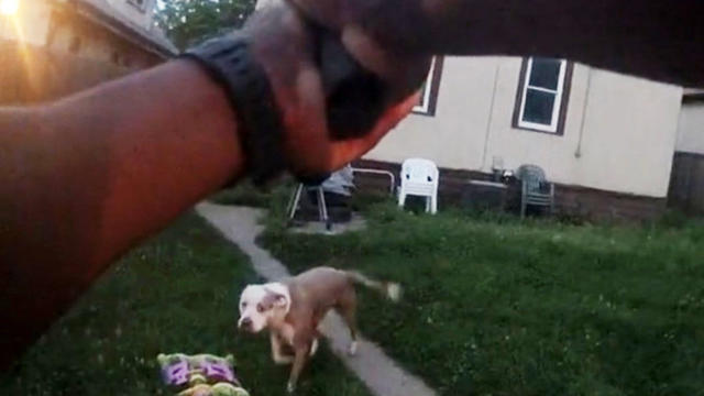 body-cam-dog-video-still.jpg 