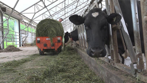 Not all milks are created equal: The rise of Oatly and other plant ...