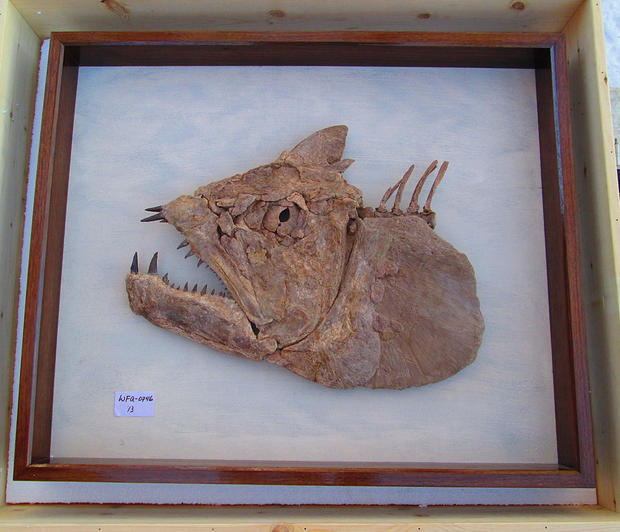 Stolen Trailer Fossils 3 (fish skull, from Christine Lindgren) 
