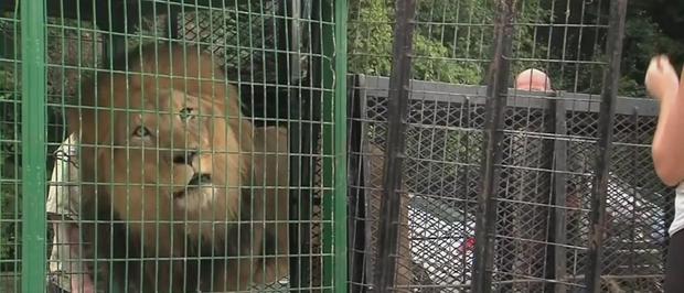 Wildlife Waystation Tigers, Cougars And Lions Relocated To Indiana Sanctuary 