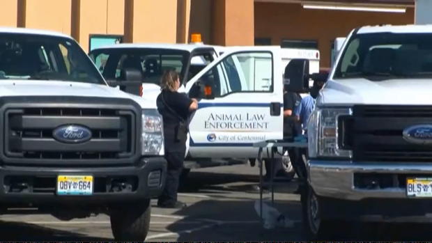 pueblo Animal Shelter Investigation 