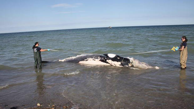 scituate dead whale 