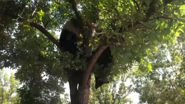 bear-falling-out-of-tree.jpg 