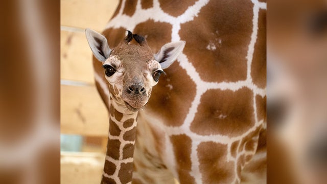 baby-giraffe.jpg 