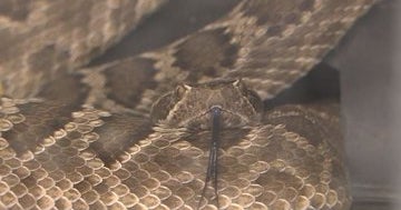 Child's Murder Solved: Snake Venom Expert At University Of
