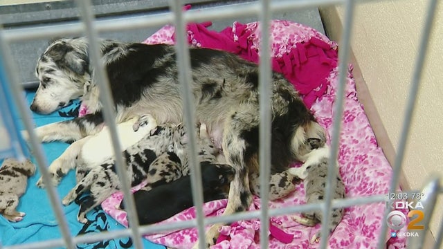 ross-township-animal-hoarding-dog.jpg 