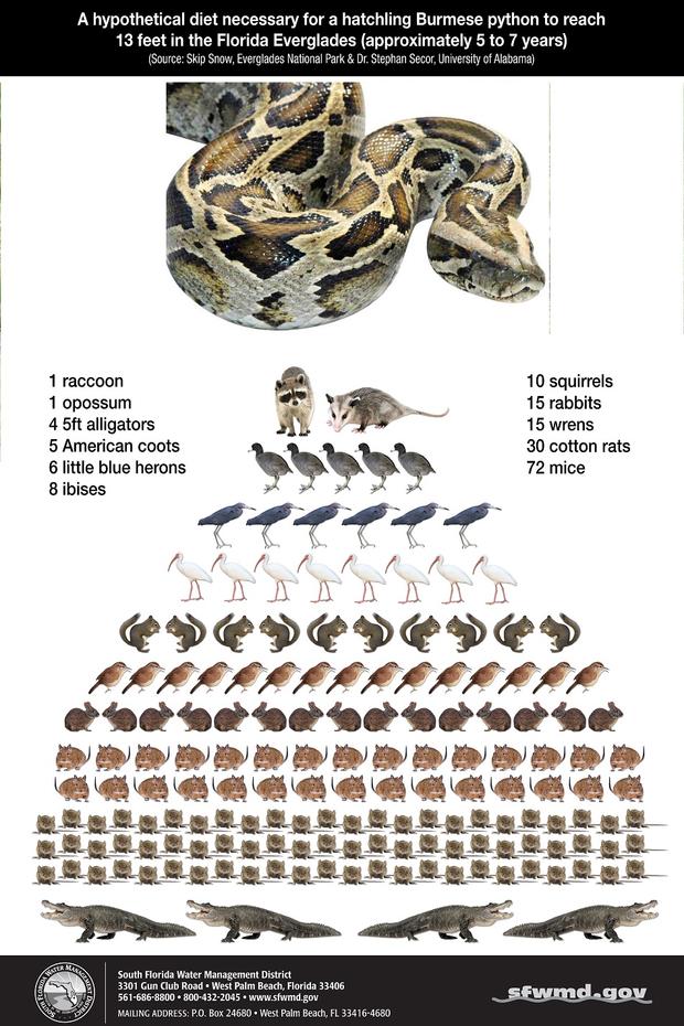 Burmese Python Poster 