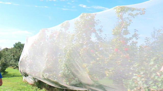 Netting-Protects-Apple-Orchard-From-Hail.jpg 