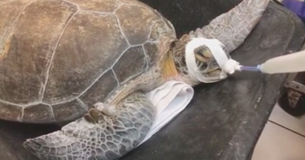 Endangered sea turtle found impaled with 3-foot long spear in Florida