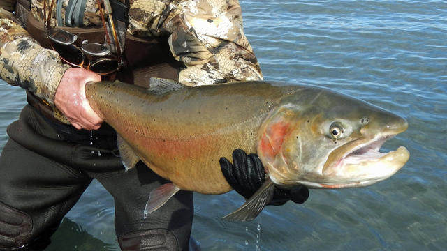 lahontan-trout.jpg 