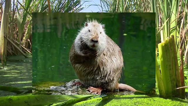 nutria-erad.jpg 