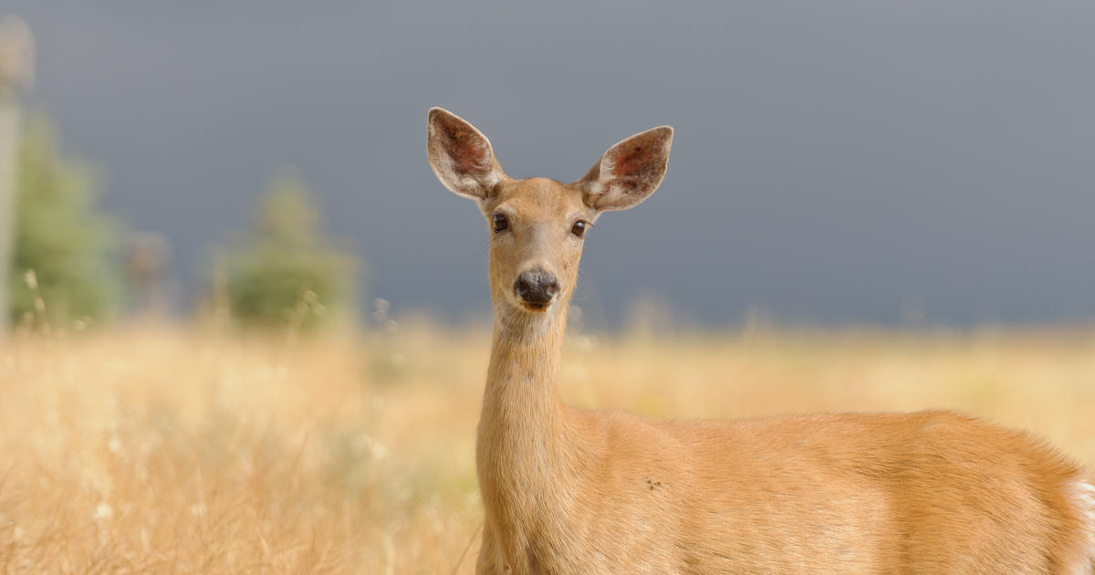Antlerless Deer Hunting Season Kicks Off This Weekend Here's What You