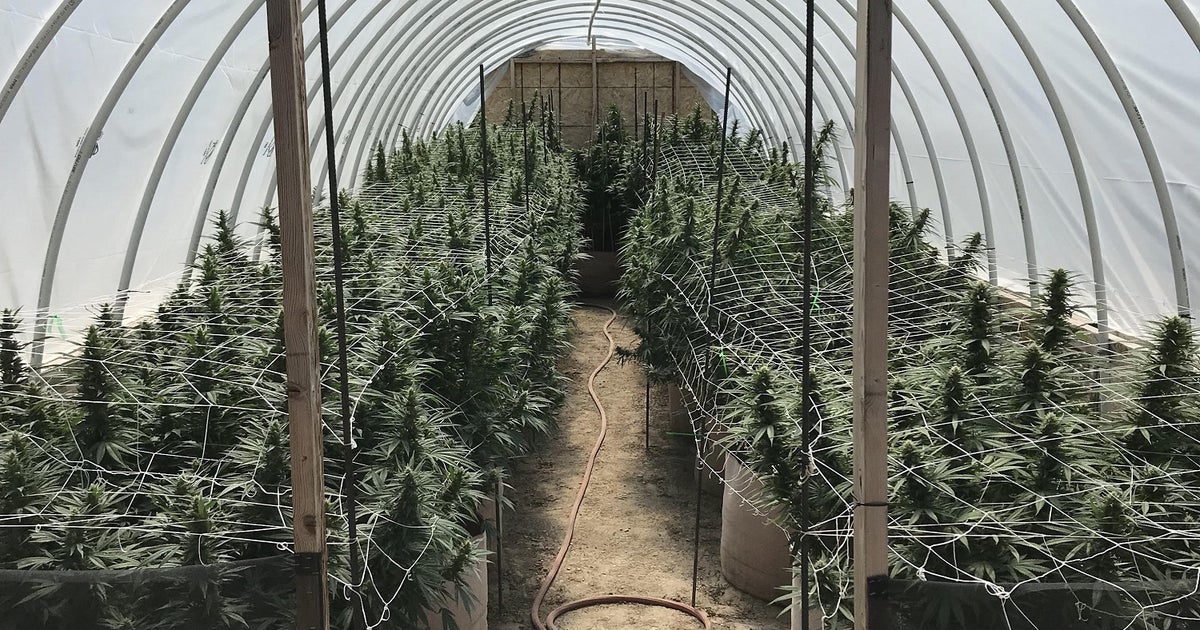 Deputies Seize 5.7M In Marijuana From 40 Illegal Grows In Southeast