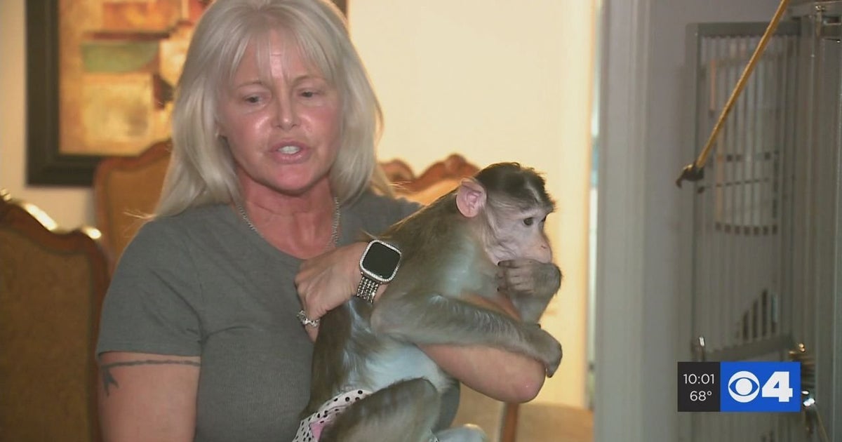 Missouri Woman In Legal Battle To Keep Three Emotional Support Monkeys CBS Chicago