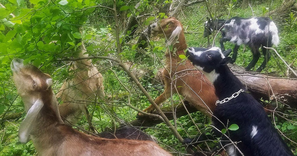 Hungry Goats To Take On Pitt-Greensburg's Dangerous Hillsides - CBS ...