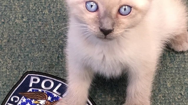pawfficer2.jpg 