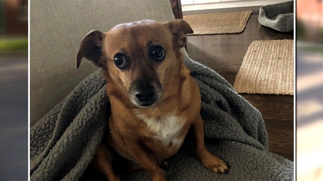 May_The_Dog_0917.jpg 