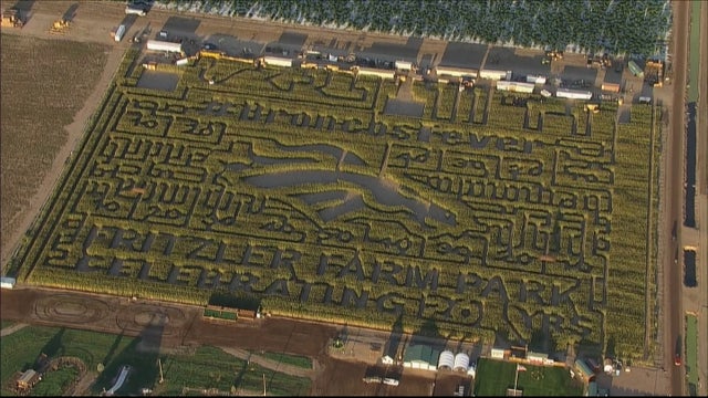 broncos-corn-maze.jpg 