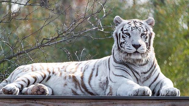 Luther tiger at Franklin Park Zoo_ photo credit Eric Kilby 