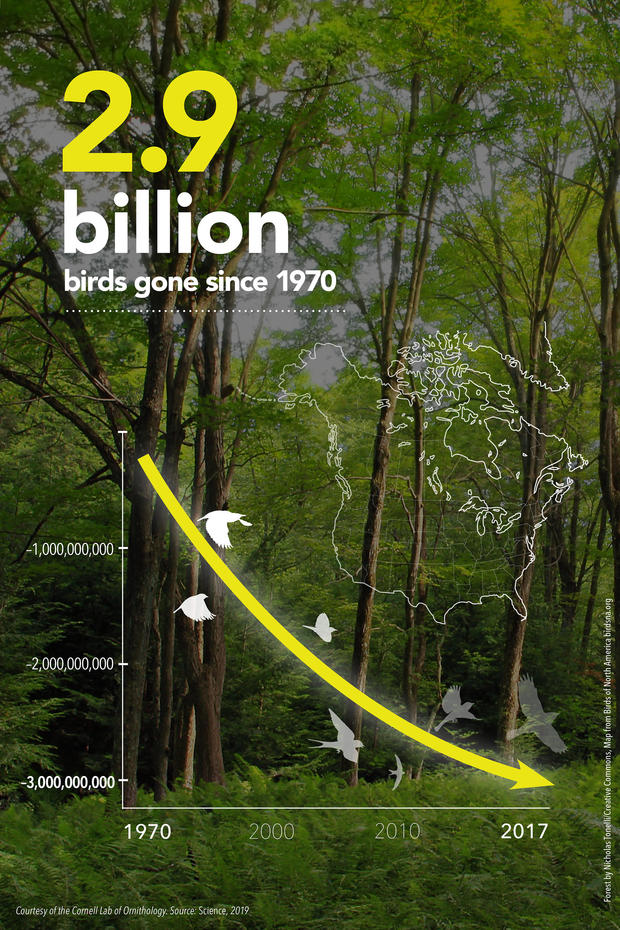 overall-bird-declines-infographic-vertical-format-courtesy-of-cornell-lab-of-ornithology.jpg 