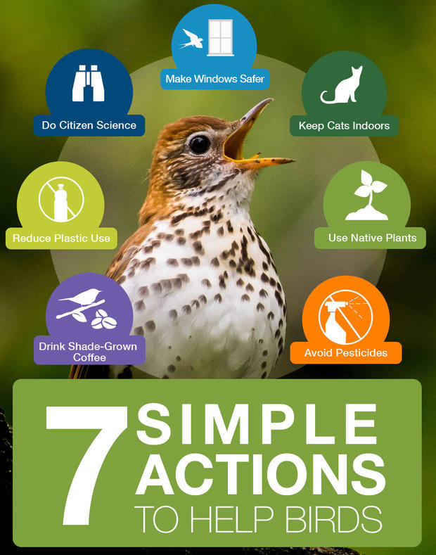 7-simple-actions-save-birds.jpg 