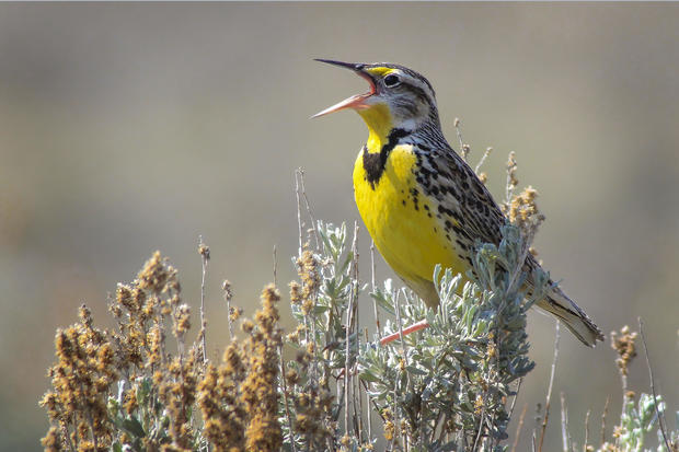 western-meadowlark-by-matthew-pendleton-macaulay-library-at-cornell-lab-of-ornithology-52661031.jpg 